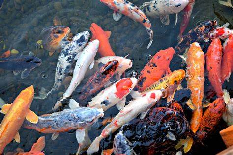 Ikan Mas Koi