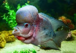 Ikan Louhan Kamfa