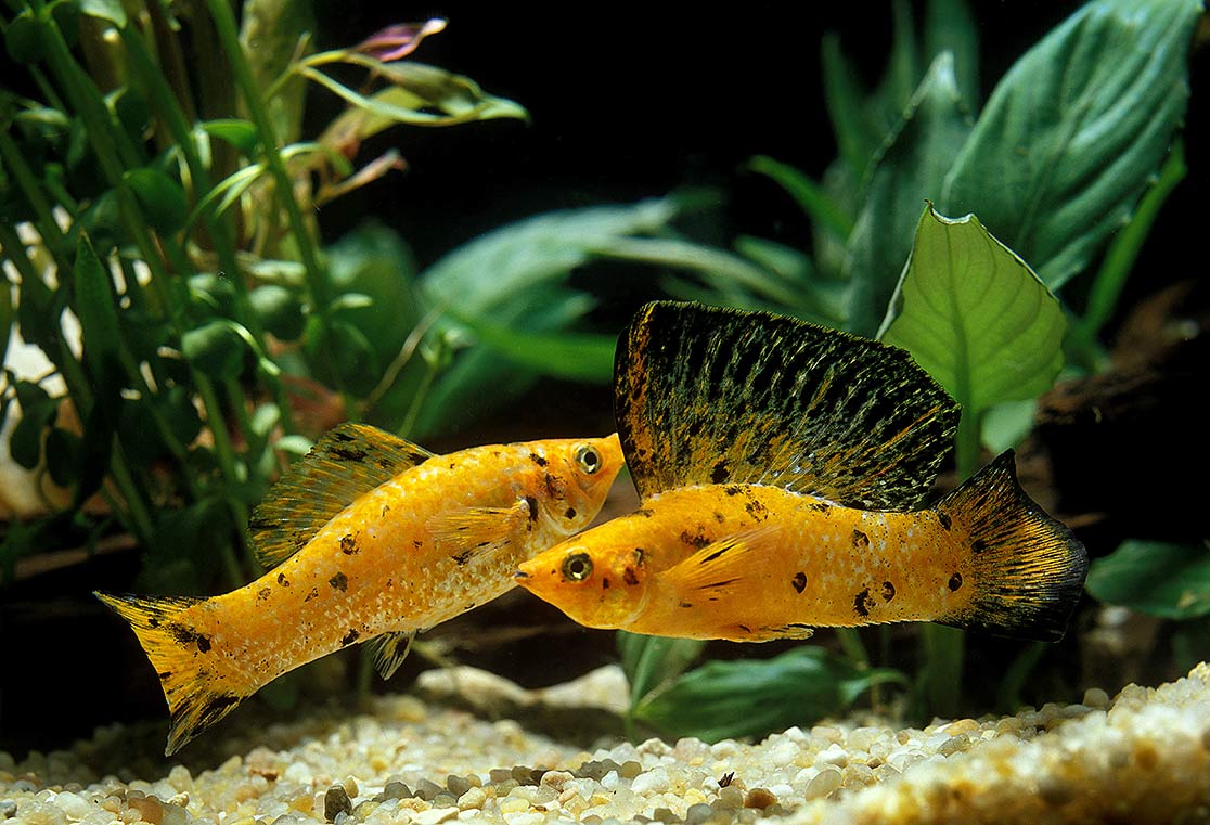 Ikan Molly