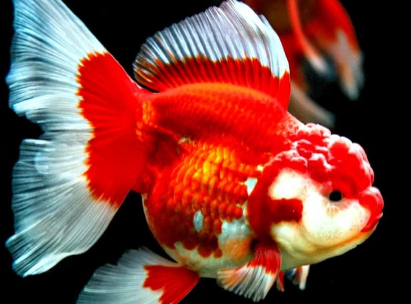 Ikan Mas Koki