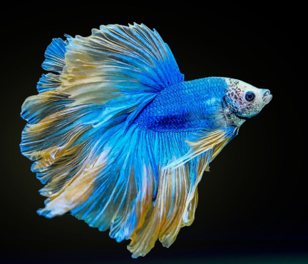 Ikan Cupang