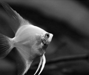 Menfish S